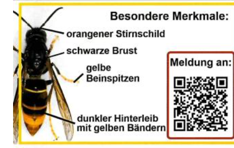 Steckbrief Vespa Velutina