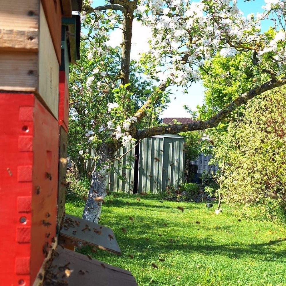 Imkerverin Stendal Altmark Bienen Honig (4)