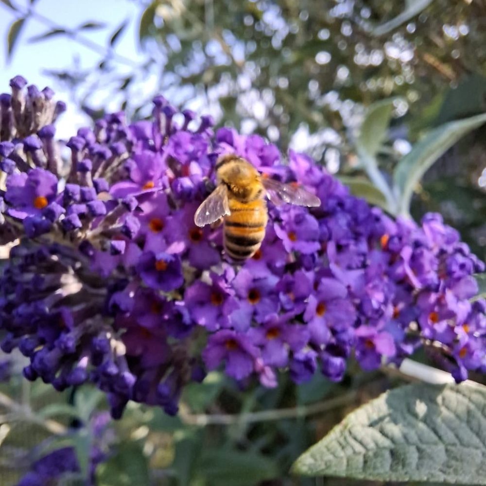Imkerverin Stendal Altmark Bienen Honig (45)_27_11zon