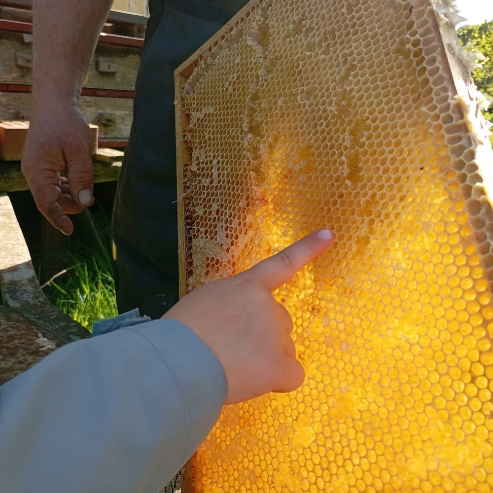 Imkerverin Stendal Altmark Bienen Honig (52)_16_11zon