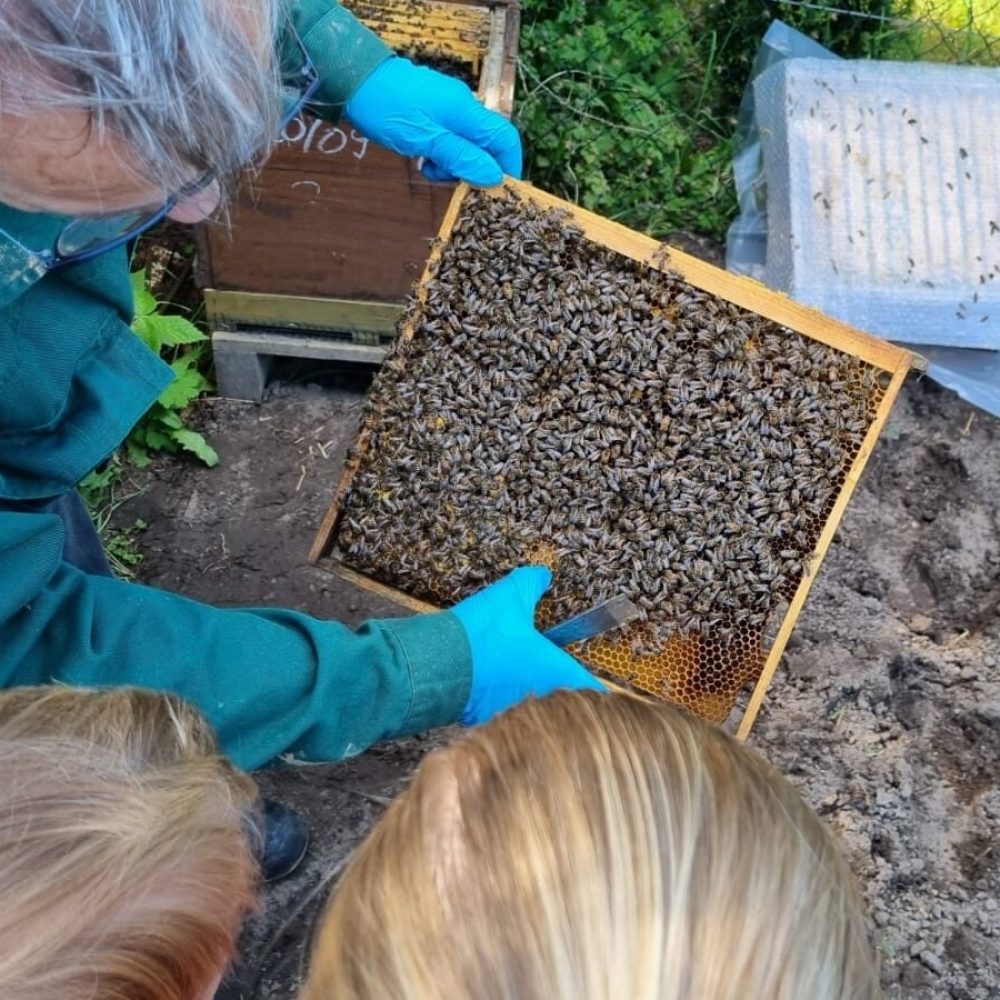 Imkerverin Stendal Altmark Bienen Honig (9)