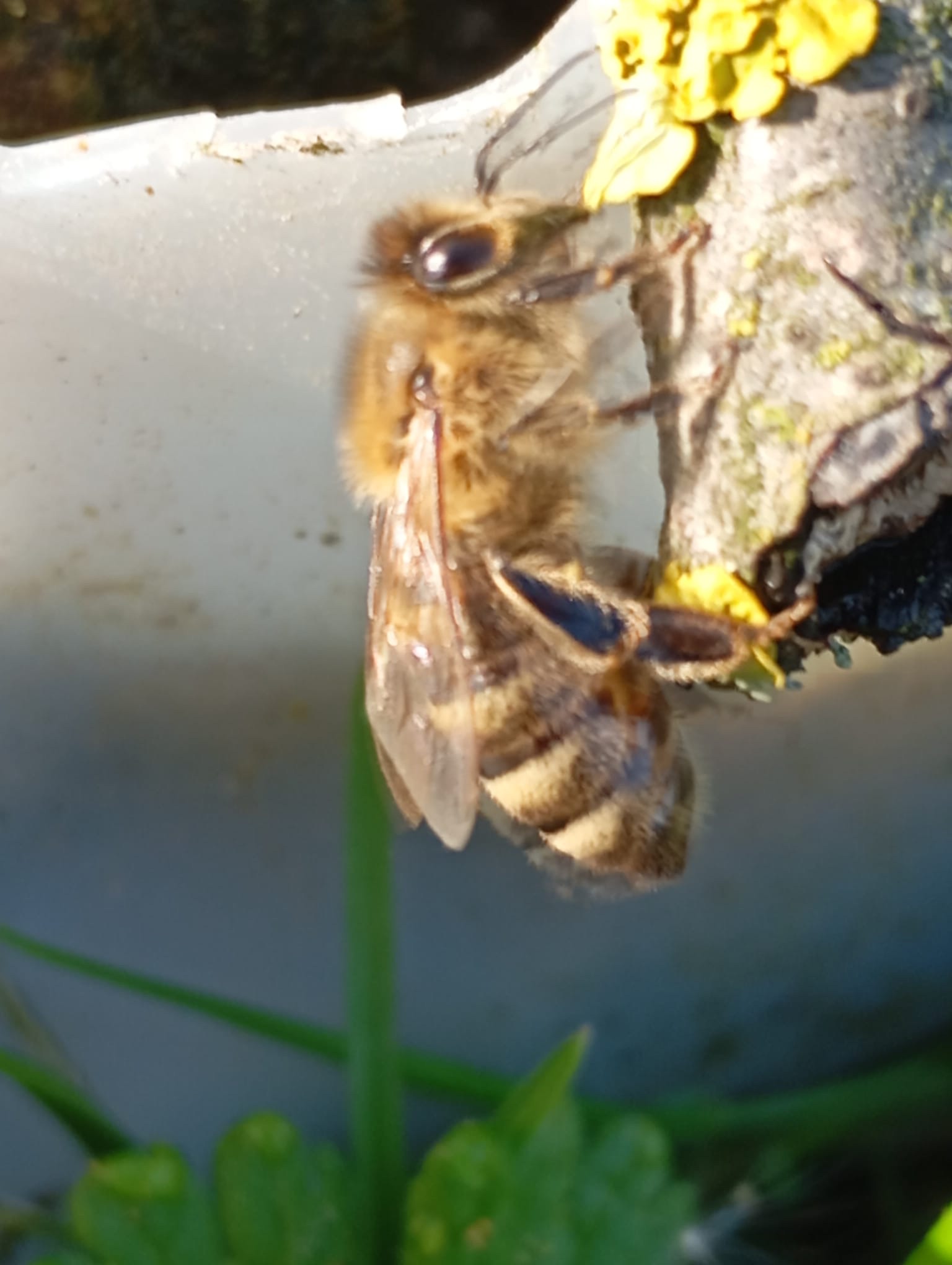 Imkerverin Stendal Altmark Bienen Honig (49)_13_11zon